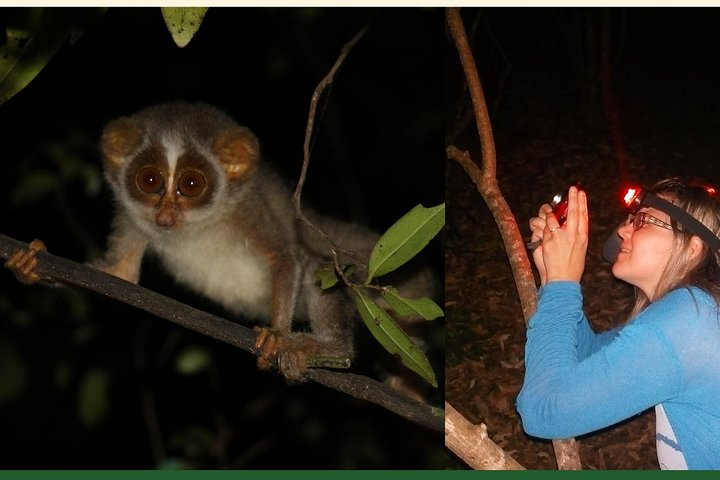 Night Hike to see Elusive & Rare Loris in Sigiriya - Photo 1 of 8